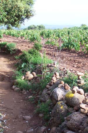 2005signes028