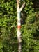 2003signes010