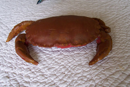 crabe